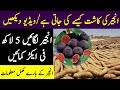 anjeer ke fayde our kasht | benefits of anjeer farming | fig farming in pakistan | health tips