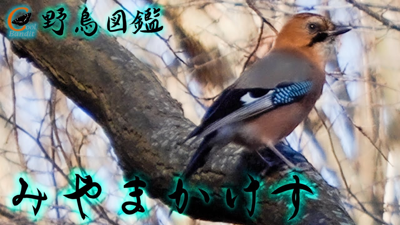 野鳥図鑑 ミヤマカケス リモートバードウォッチング 北海道小樽市で撮影しました Youtube 野鳥図鑑 ミヤマカケス リモートバードウォッチング 北海道小樽市で撮影しました Youtube