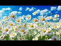 NERVOUS SYSTEM RECOVERY 🌼 Gentle music calms the nervous system and soothes the soul