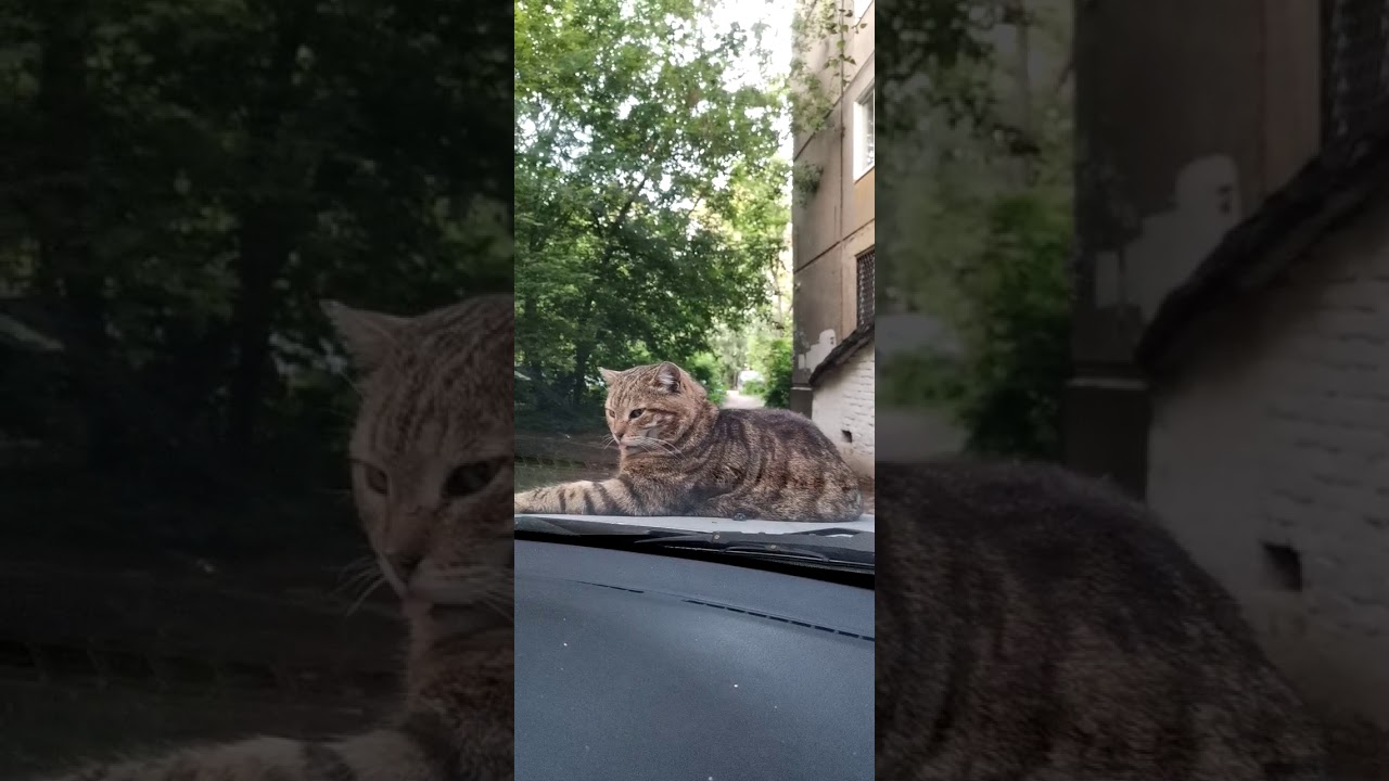 Хуй на капоте