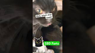 Silent But Deadly Farts Marsha Vs Sunnis This Evening.