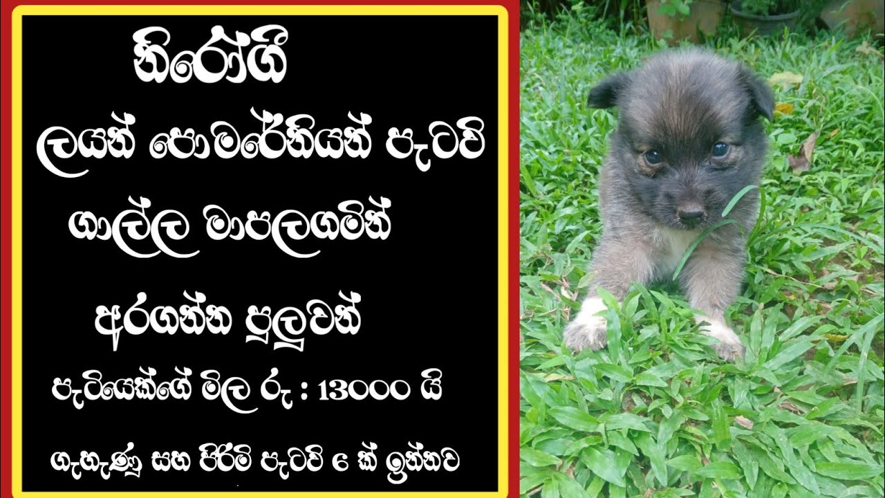 pomeranian dog price in sri lanka 47 / lion pomeranian puppies price