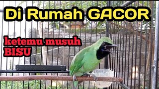 Cucak ijo di trek diam. Tetapi di rumah gacor