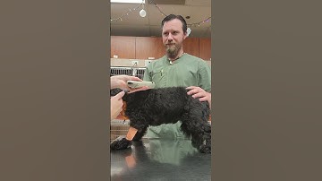 Microchip Scan - Skill 24