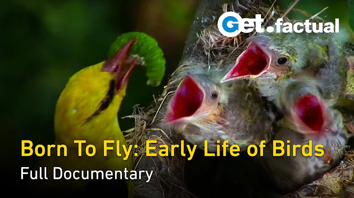 Born to Fly: Early Life Of Birds - Full Nature Documentary - DayDayNews