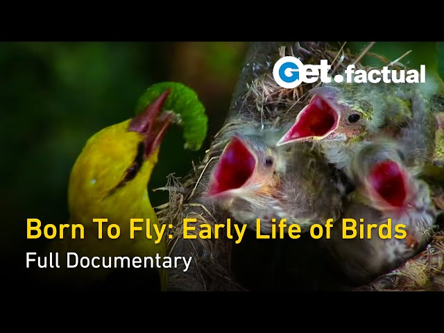 Born to Fly: Early Life Of Birds - Full Nature Documentary class=