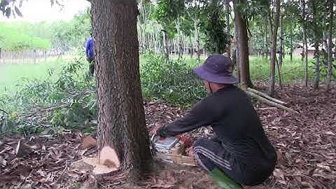 anh thợ cưa hạ cây tràm bông vàng 20 năm tuổi tại gò ván hương. tây Ninh