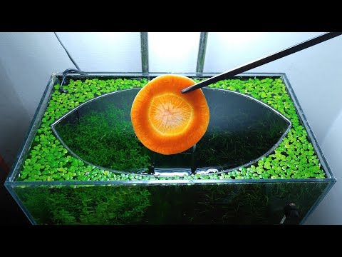 24th Month – (Carrot Feeding Frenzy) NO filter, NO CO2, NO Ferts 5 Gallon Nano Tank