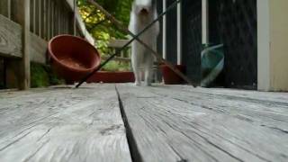 Dog Jumps Grid