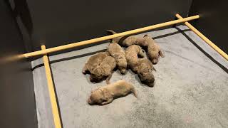 Cheslaine J-Wurf 2.Woche