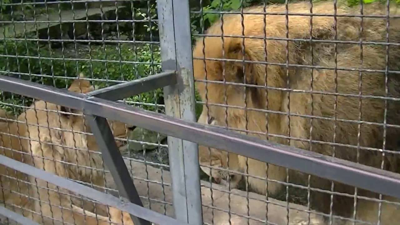 Крым. Ялта. Май 2о16. Зоопарк Сказка. Львы. - YouTube