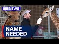 Sydney Zoo welcomes baby giraffe, calls on the public to help name him | 9 News Australia