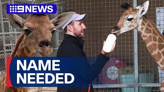 Sydney Zoo Welcomes Baby Giraffe, Calls On The Public To Help Name Him 9 News Australia