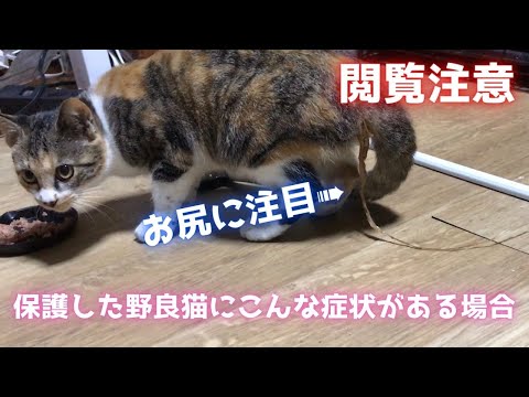 スナネズミの条虫感染、知らないうちに？症状と人への感染リスクを解説