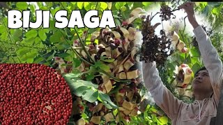Cara mengolah biji langka || biji saga || pohon segawe acacia curly bean dilmawi