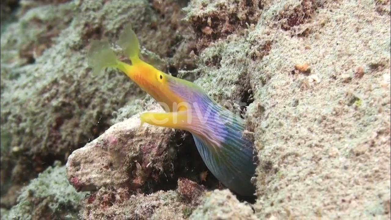 quick start of eels - will most likely release tomorrow! moving fast