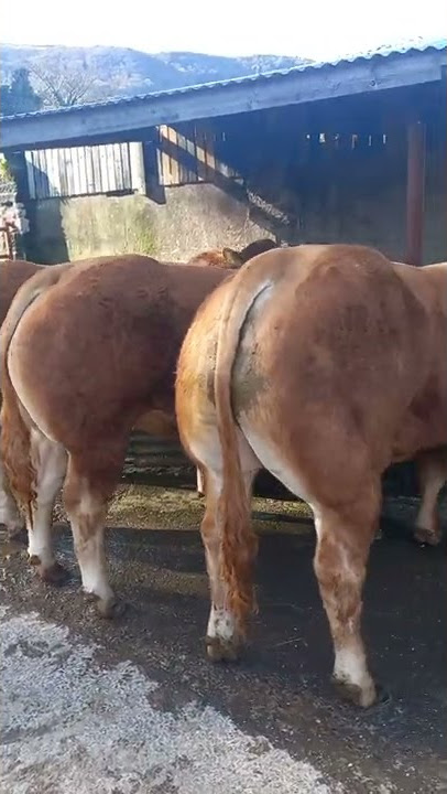 limousin bulls