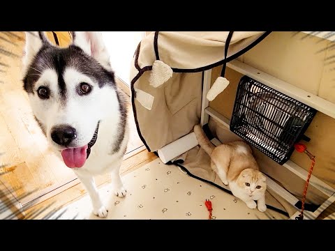 こたつを片付けないで欲しい子猫と犬がこちら...