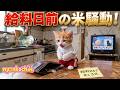 【悲報】給料日前、最後の小銭でお米をもらうために猫が挑む!かわいすぎる米騒動AI猫にゃんこちん