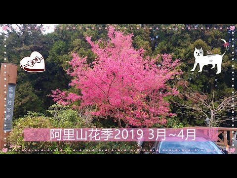 【阿里山花季】嘉義旅遊 美麗的櫻花 小火車 奮起湖 杉林步道 秘境 達恩雅娜部落