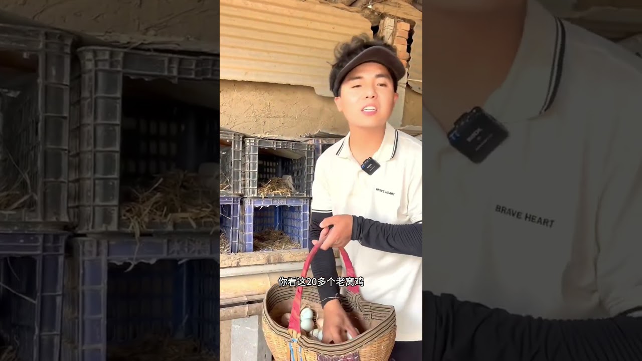 夏天到了，抱窝鸡真多#记录我的农村生活