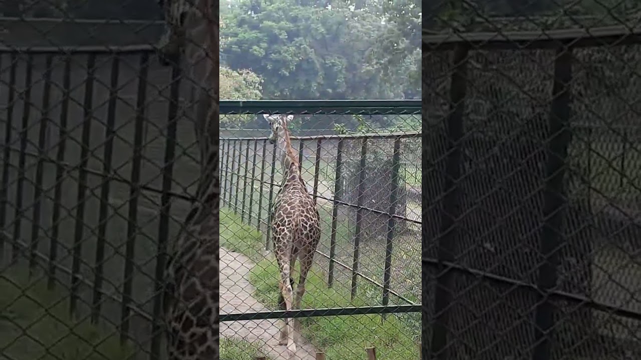 zoo guwahati YouTube