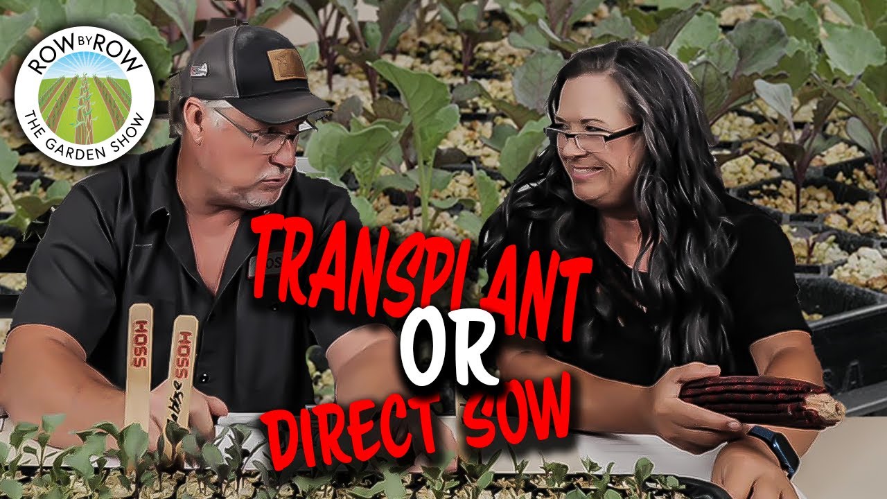 Transplant Or Direct Sow Fall Seeds Which Is Better? YouTube