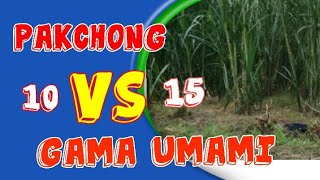Perbedaan Pakchong Dan Gama Umami