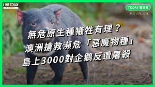無危原生種犧牲有理?澳洲搶救瀕危「惡魔物種」 島上3000對企鵝反遭屠殺【TODAY 看世界】