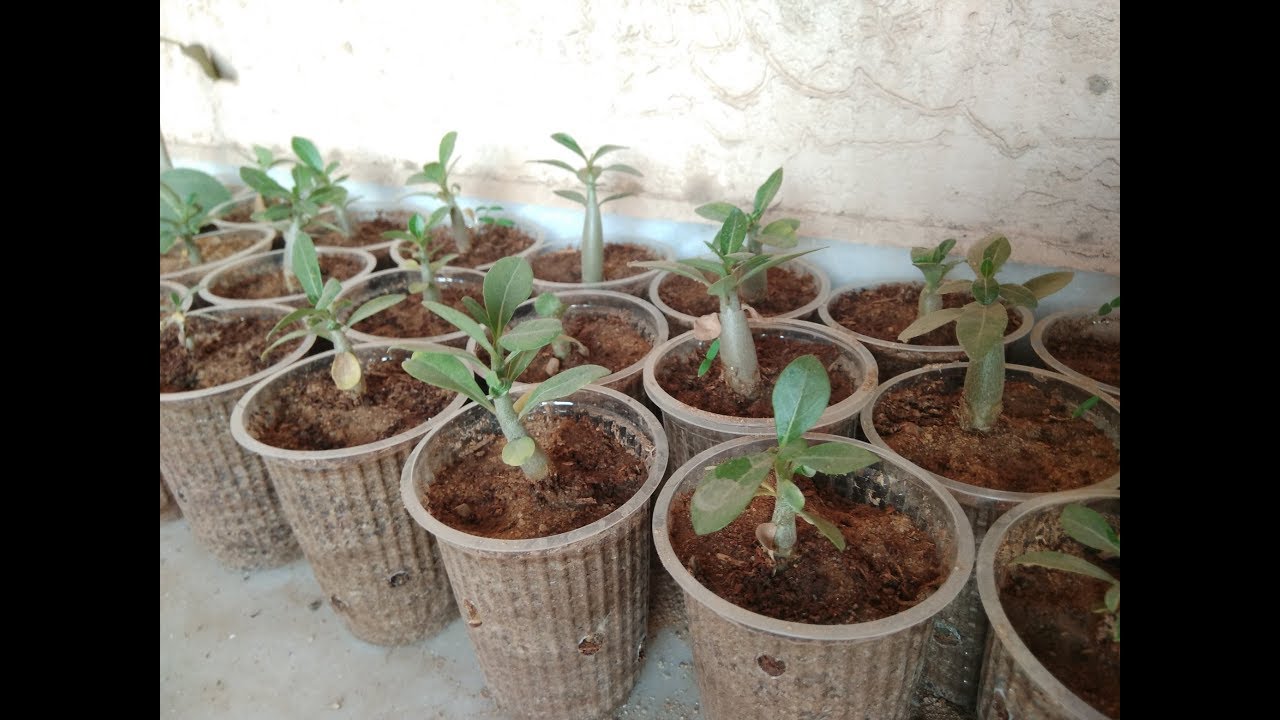 How To Repot Baby Adenium Plants( simple way ) 👍🔥 👌 care tips