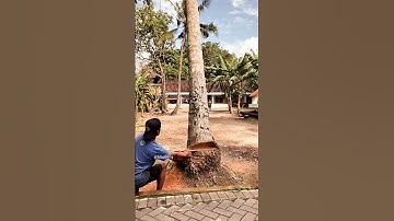this is an extraordinary way of cutting down coconut trees #chainsaw #cuttingtree  #trending