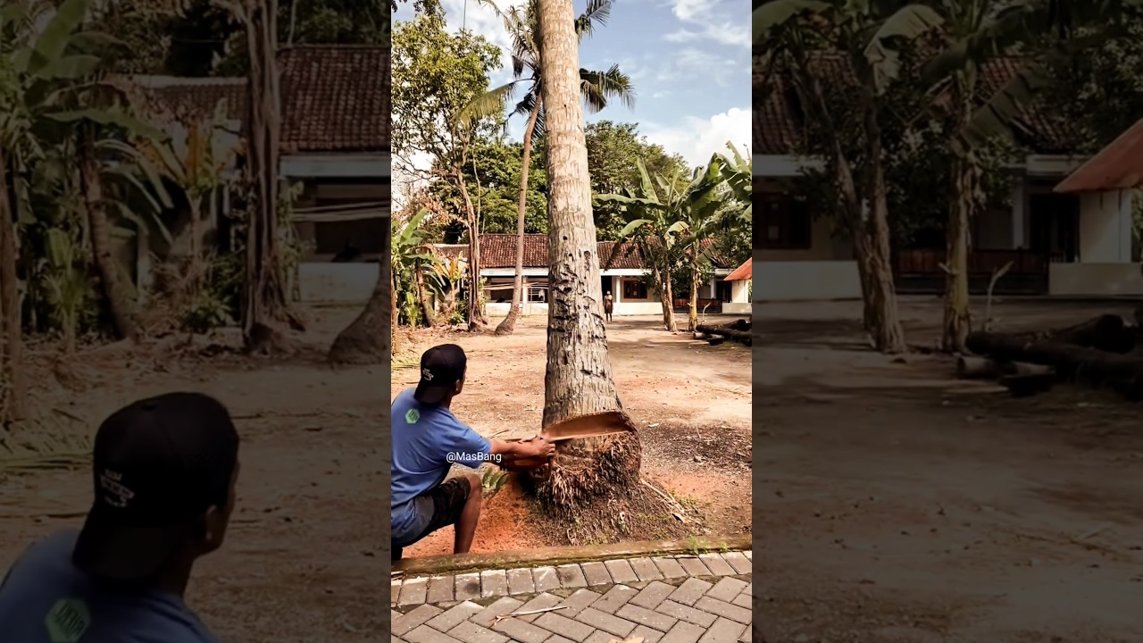 this is an extraordinary way of cutting down coconut trees 