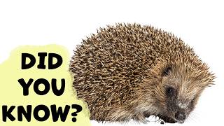 Hedgehog: Everything You Need To Know!