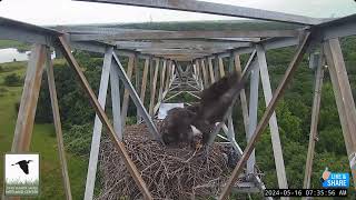 The Whole Family is Back! - JB Sands Wetland Ctr : Mom, Dad, JBS20 (RIP JBS21) (5/16)