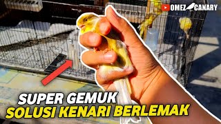 KENARI BERLEMAK‼️PENYEBAB AKIBAT RESIK0 DAN CARA MENGOBATINYA