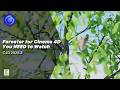 Forester for Cinema 4D you need to watch