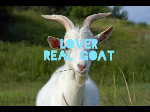Lover-Real Goat(1час) #рек #рекомендации  #music