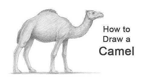How to Draw a Camel (Dromedary)
