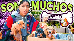 ExtraPolinesios-24-HORAS-CUIDANDO-CACHORROS-KAREN-LOS-POLINESIOS-RETO