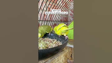#سورة_المزمل #قرآن فضل السورة في مربع التعليقات #المصحف #طيور #البادجي #quran #birds #budgies #usa