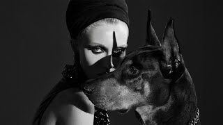 Learn Plus Episode 42: Dogs Dogs Dogs featuring Jen Hillenga