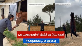 تحدى لبنان مع الفحل الاقوى دى سى سى و فرس عربى ممغوصة .. لماذا لا نطور الحصان العربى؟