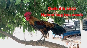 ไก่ต่อ ໄກ່ຕໍ່ qaib dib nyiam nug tau nawb