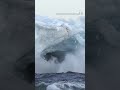 It could be a bumper iceberg season in Newfoundland and Labrador