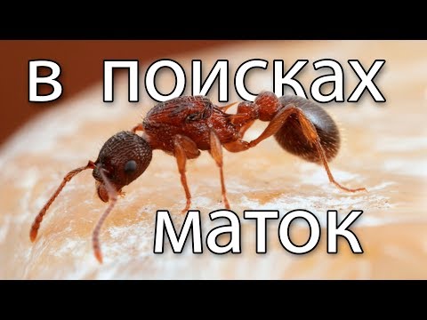 В ПОИСКАХ МАТОК НА ХОПРЕ! Ловим муравьиных королев в Волгоградском заповеднике! Tetramorium и другие