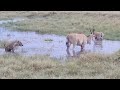 Hyenas surround an eland in a waterhole