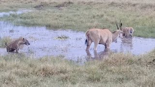 Hyenas surround an eland in a waterhole