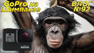 Видео GoPro на шимпанзе // Самоизоляция с обезьянами (автор: Dan Zapashny)