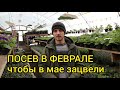 ФЕВРАЛЬ. ЭТИ ЦВЕТЫ УЖЕ ПОРА СЕЯТЬ!