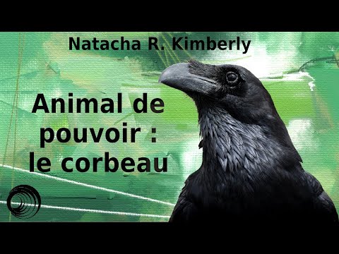 Vidéo: Que signifie voir un corbeau noir ?